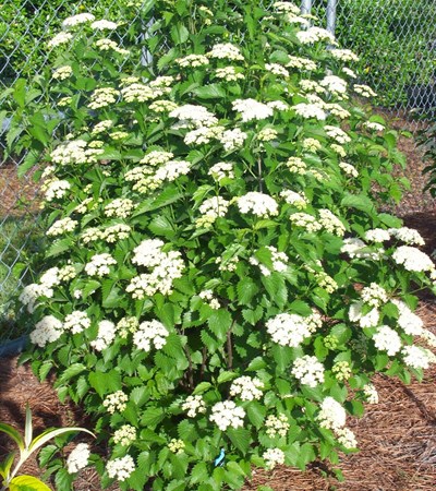 Viburnum Blue Muffin®